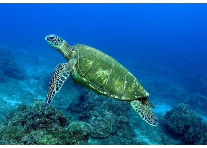 2018–07-16 绿海龟死沙滩苏梅岛今年第6只